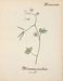 Flore des Antilles