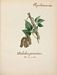 Flore des Antilles