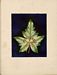 Flore des Antilles