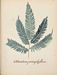 Flore des Antilles