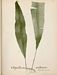 Flore des Antilles