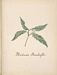 Flore des Antilles