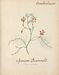 Flore des Antilles
