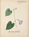 Flore des Antilles