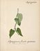 Flore des Antilles