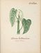 Flore des Antilles