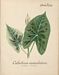 Flore des Antilles
