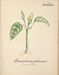 Flore des Antilles
