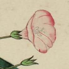 Flore de l'Aude