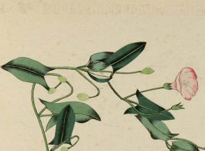 Flores