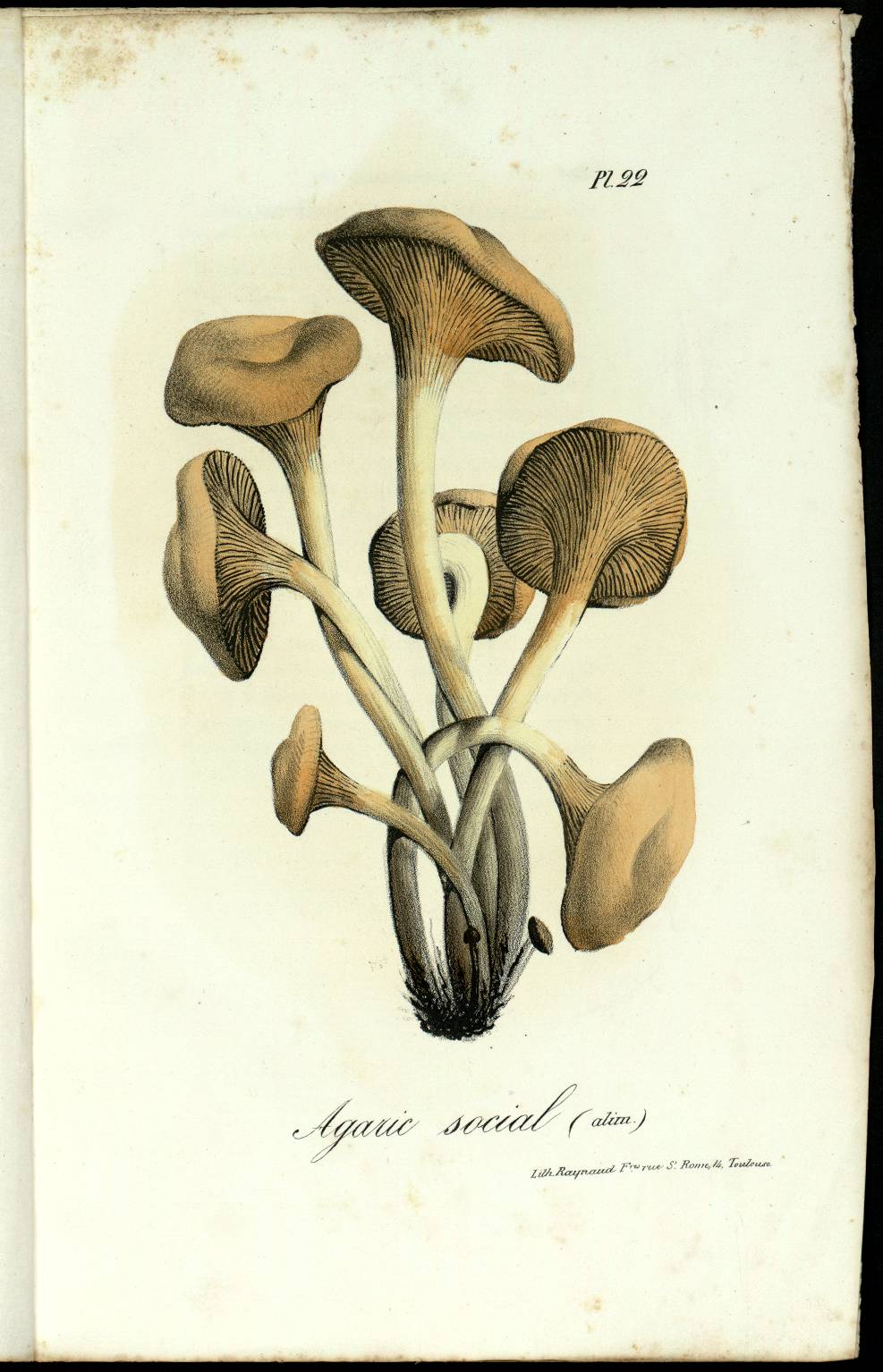 J-B. Noulet et A Dassier, Traité des champignons comestibles, suspects et vénéneux..., Toulouse, 1838 (BU Arsenal, UT1C, Resp Pf XIX 43)
