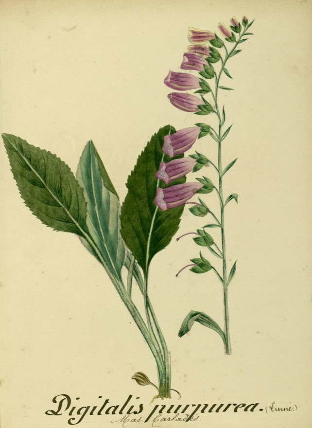 Flore de l'Aude (France, 189?)