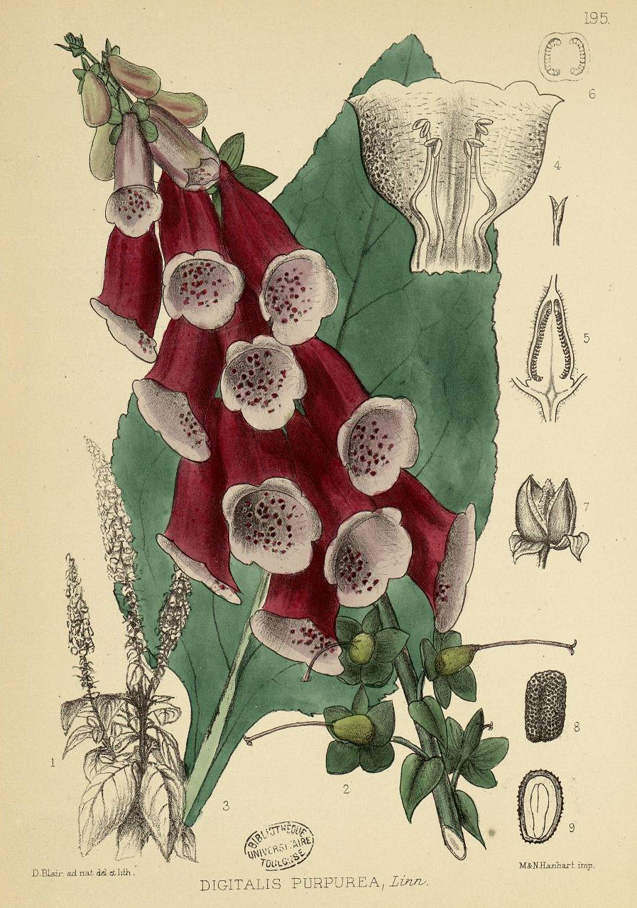 Medicinal plants...(Londres, 1880)