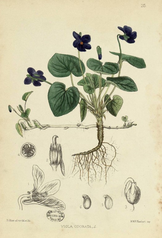 Figures de plantes : la violette odorante | Tolosana