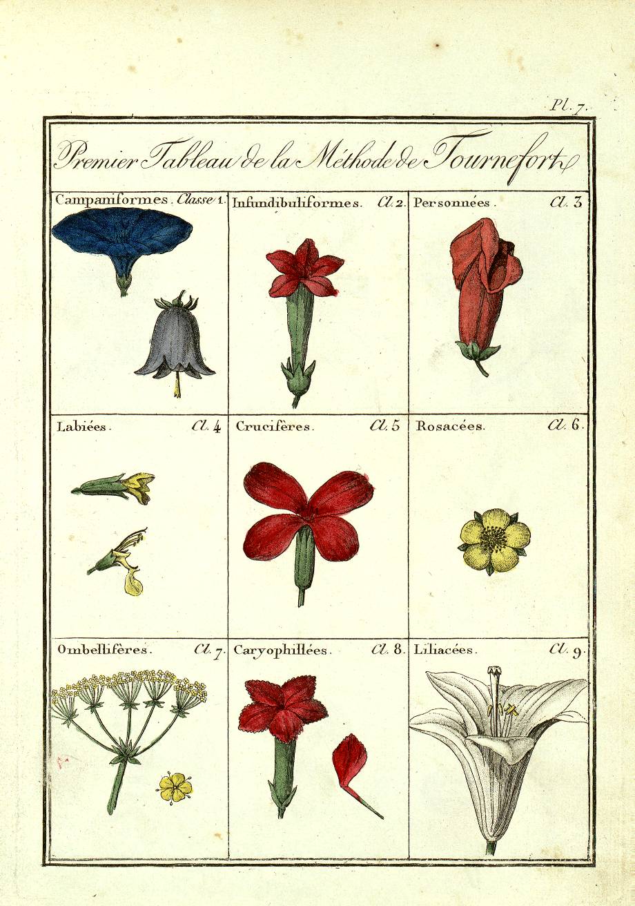 J. Roques, Plantes usuelles, indigènes et exotiques... Paris, 1807-1808 (BU Santé AJG, UT3PS, Res Sc 105012)