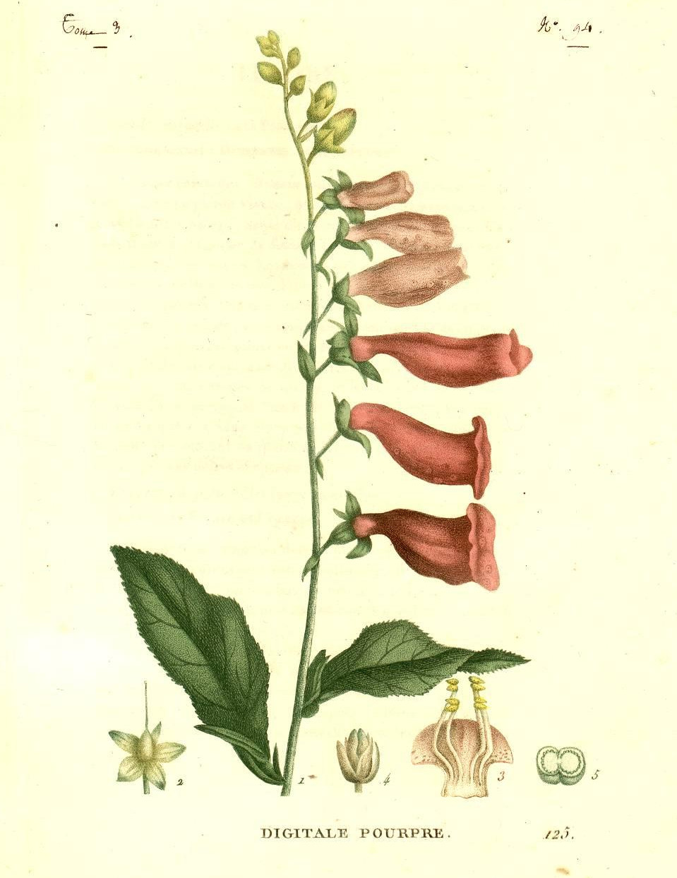 Plantes de la France...(Paris, 1819-1822)