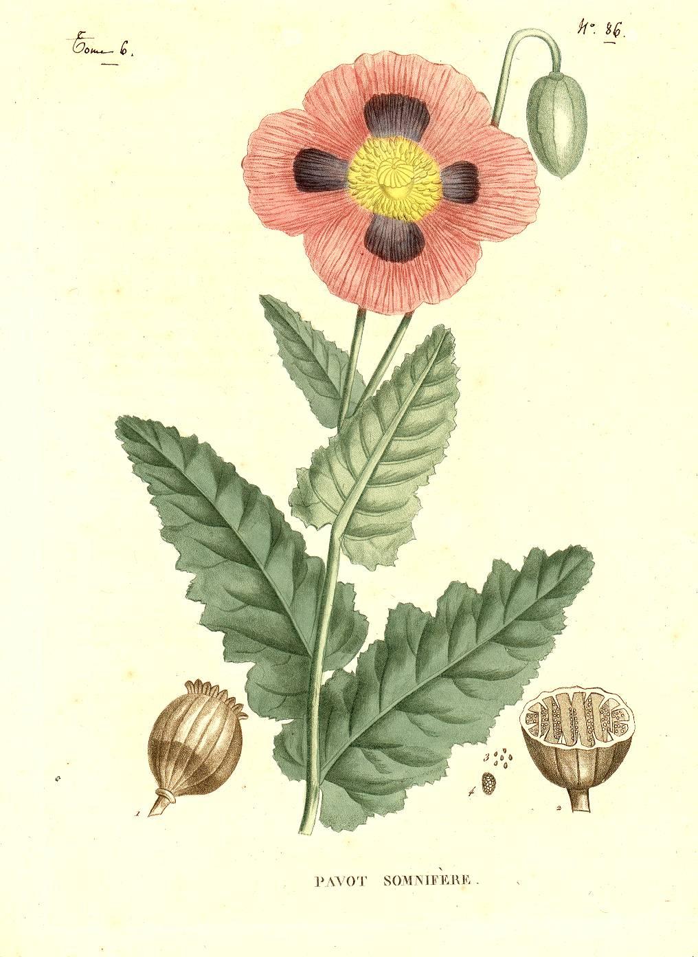 Figures de plantes : le pavot somnifère