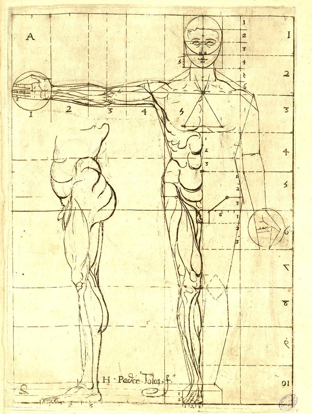 Illustration figurant dans le chapitre "De la proportion du corps humain de dix faces en longueur & largeur"