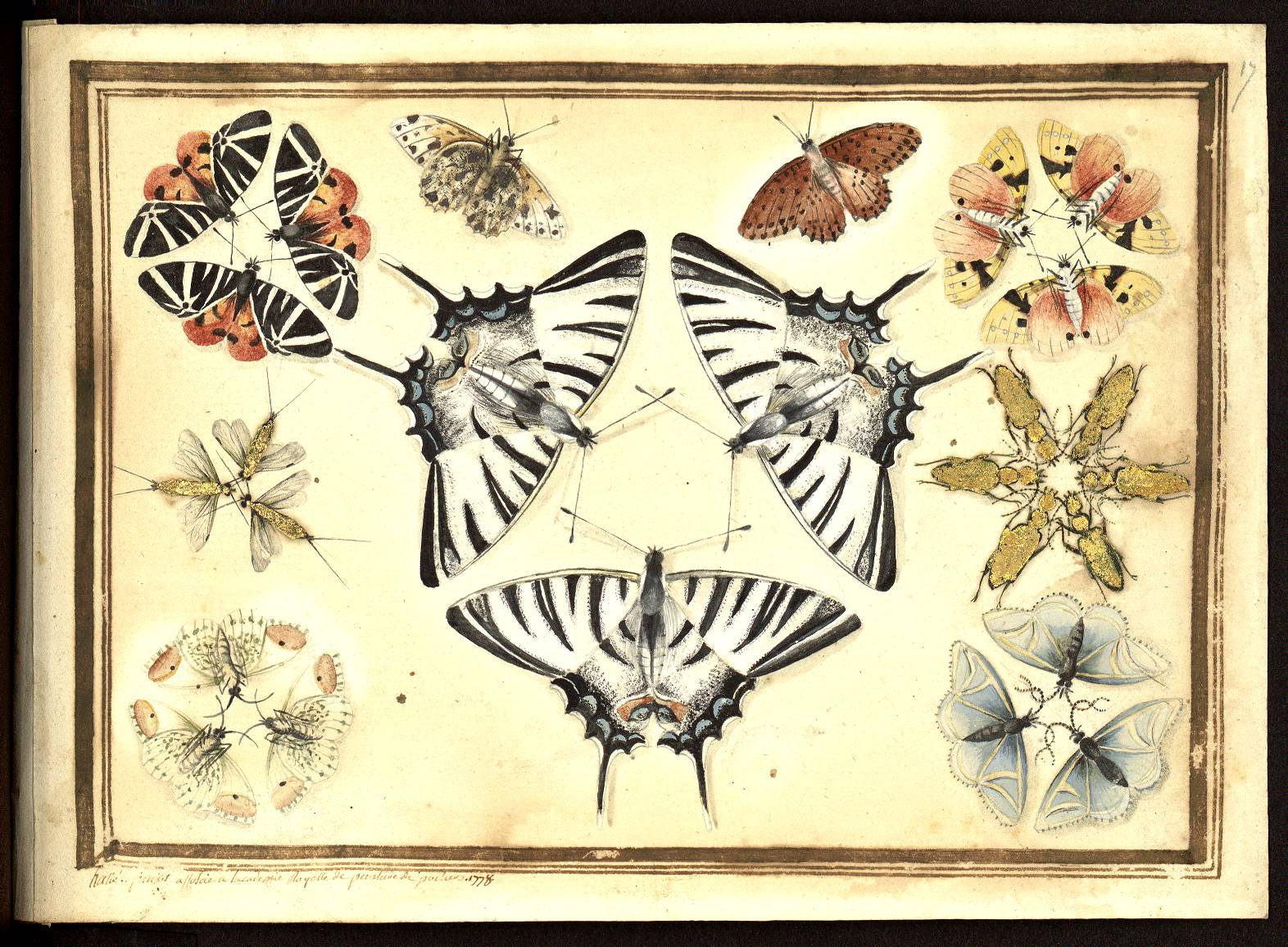 Hallé, Coléoptères et papillons peints par Hallé, [entre 1770 et 1782?] (BU Santé AJG, UT3PS, Res Sc 615 358)
