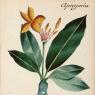 Flores manuscrites