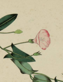 Flores