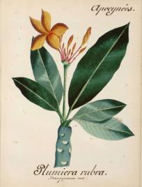 Flores manuscrites